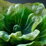 Butterhead Lettuce Recipe