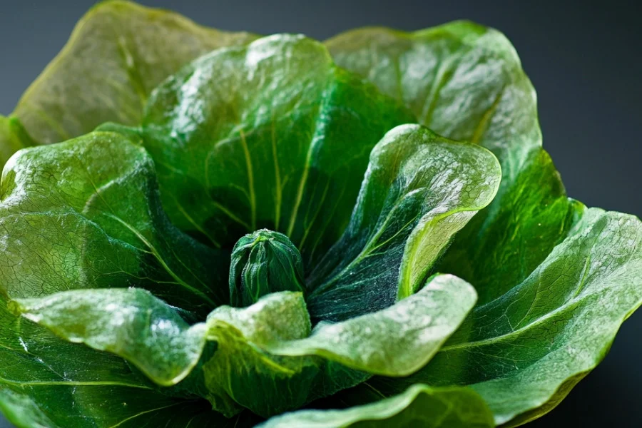 Butterhead Lettuce Recipe